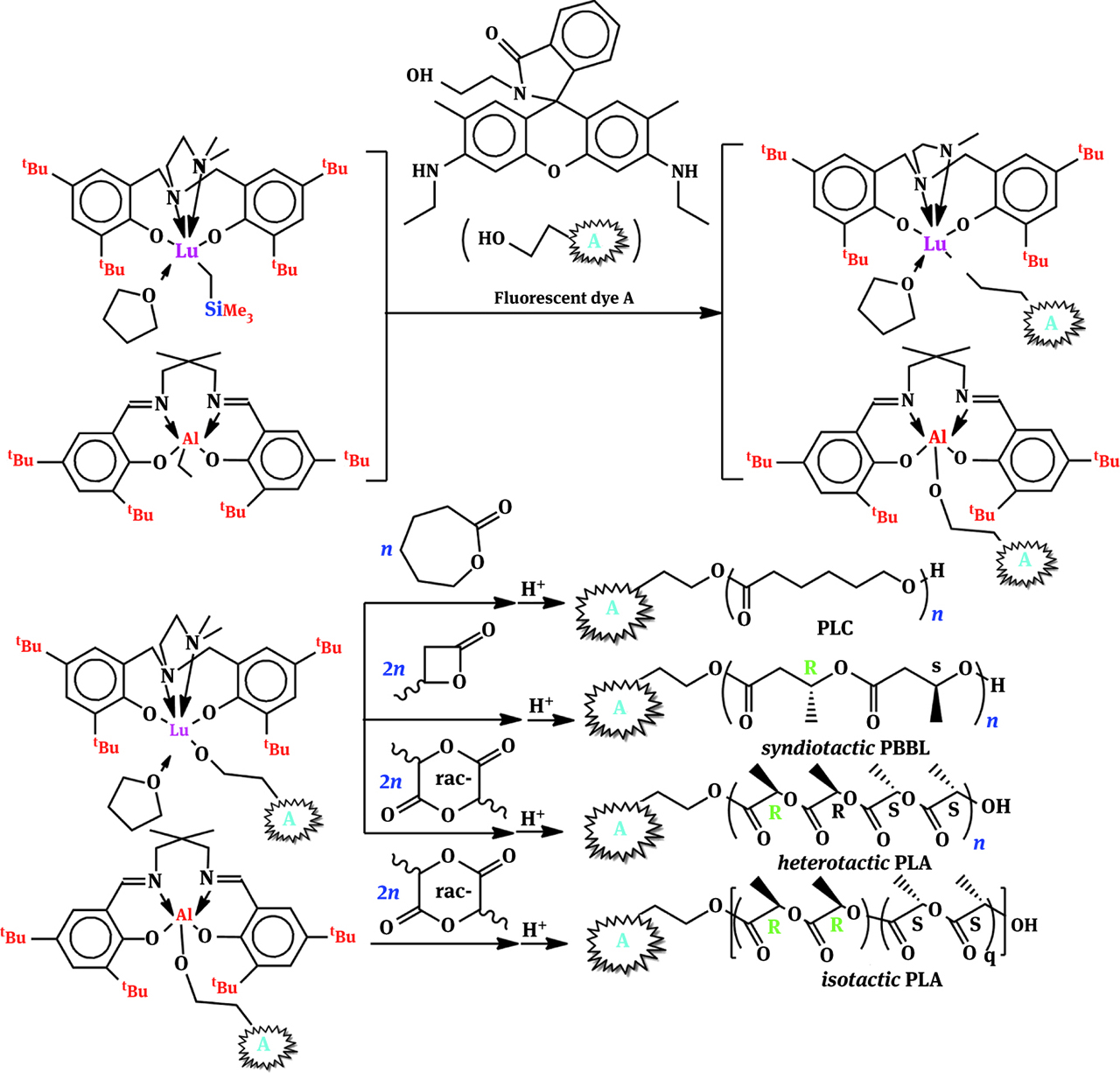 Figure 34: Synthesis of fluorescent dye-labeled polyesters via immortal ROP of heterocyclic monomers.