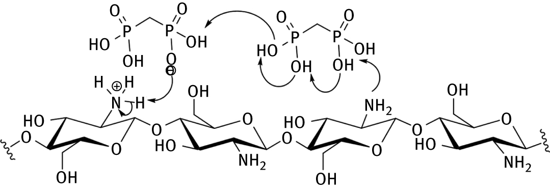 Figure 18: The anhydrous proton conducting mechanism of Chitosan-MP composite proposed by Yamada and Honma [237]
