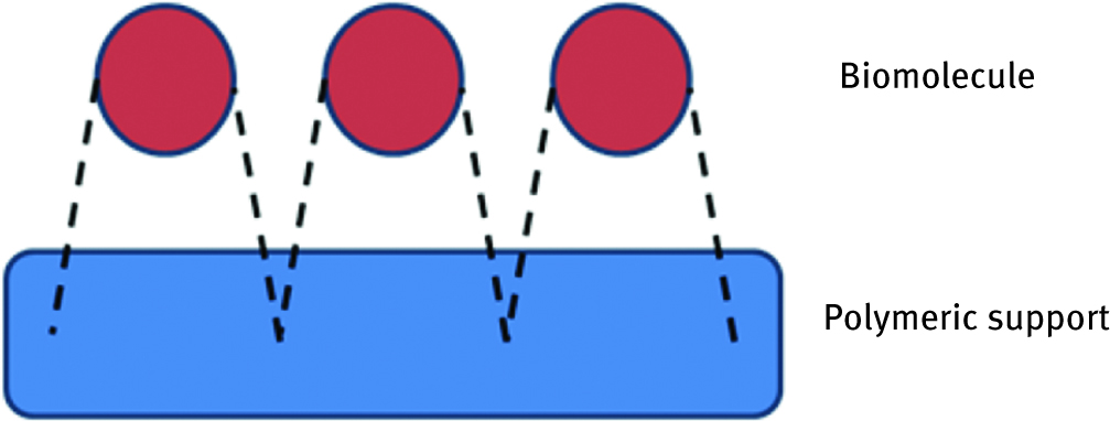 Figure 1: Scheme of physical adsorption of biomolecule on the polymeric support.