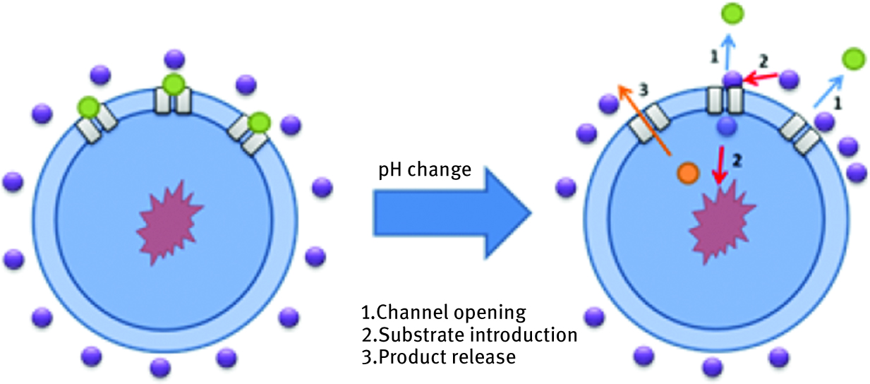 Figure 10: Scheme of the nanoreactor working mechanism.