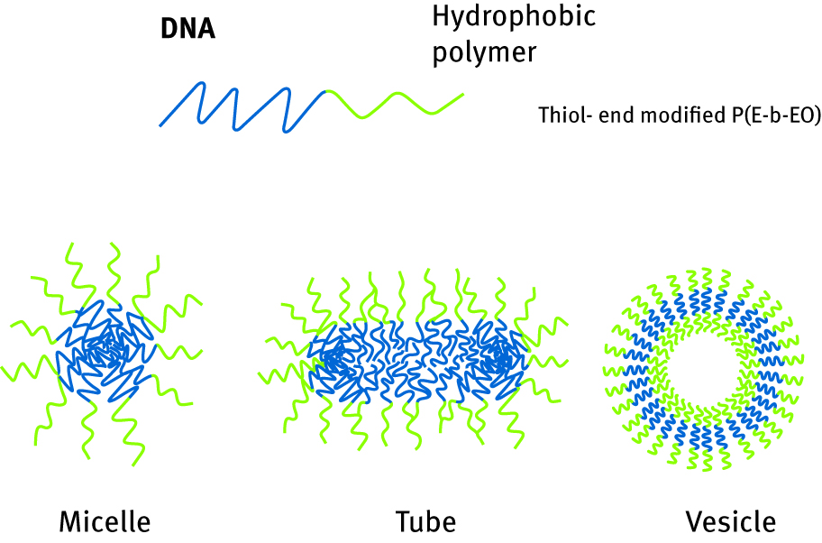 Figure 11: Scheme of DNA/hydrophobic polymer conjugates morphologies.