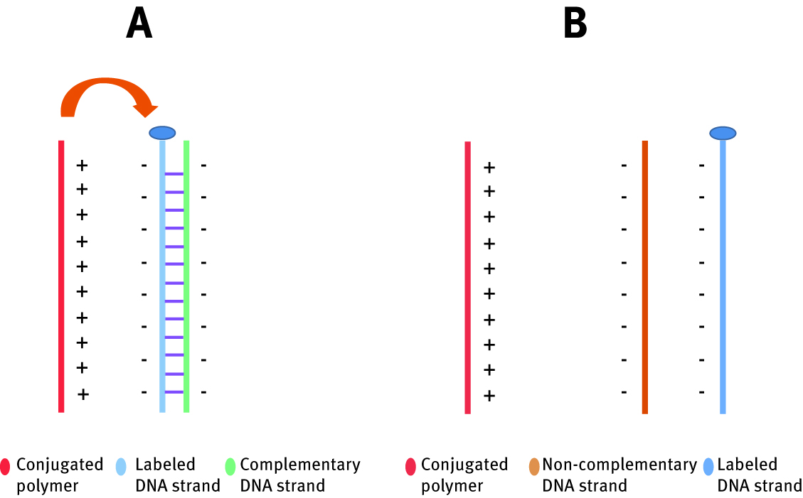 Figure 12: Schematic representation of interaction between conjugated polymer and DNA strand in the presence of complementary DNA strand (A) and non-complementary strand (B).