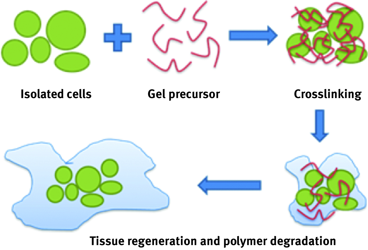 Figure 13: Schematic representation of a new tissue cell growth mechanism over the crosslinked gel.