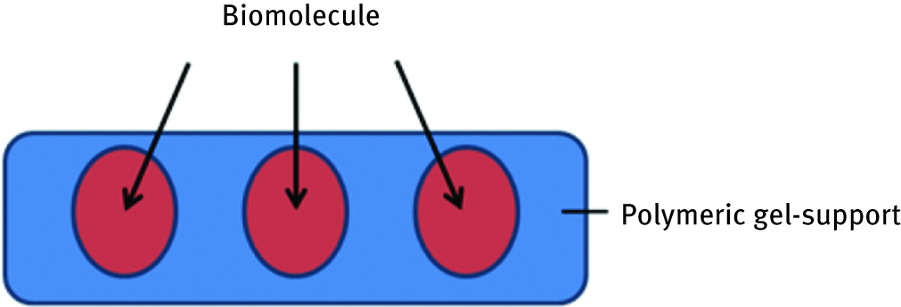 Figure 3: Scheme of entrapment of biomolecule in the polymeric gel.