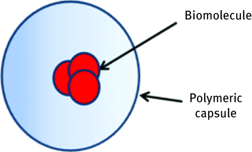 Figure 4: Scheme of biomolecule entrapment inside the polymeric capsule.