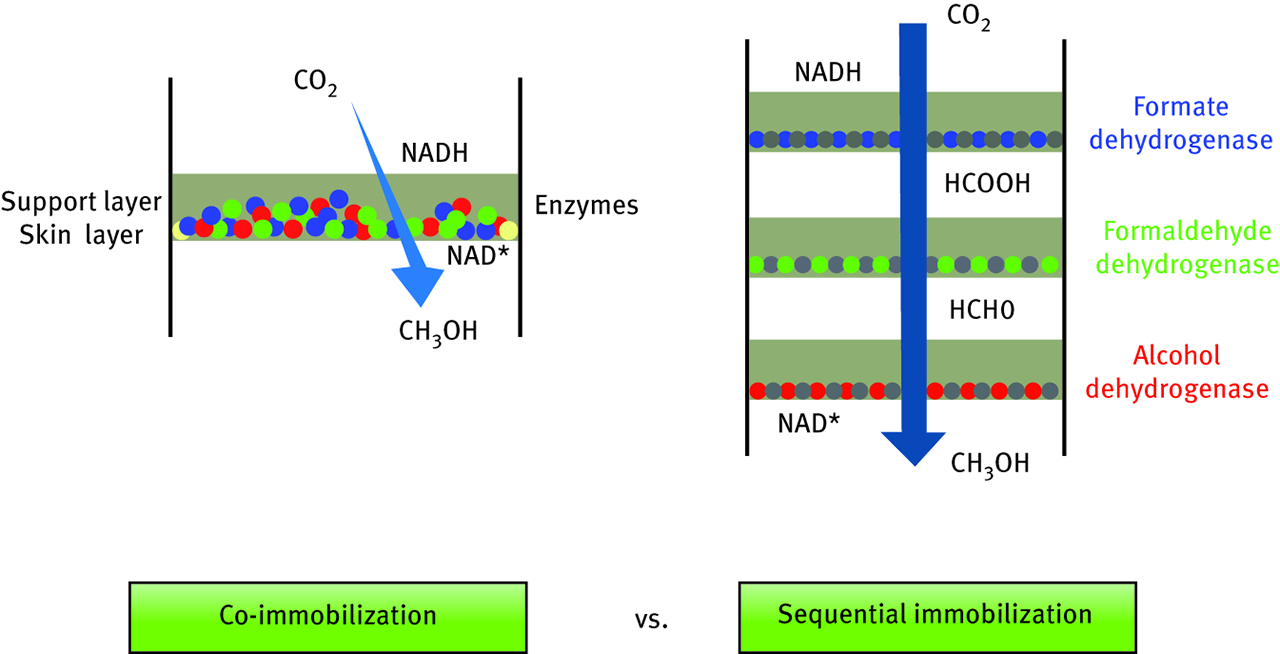 Figure 6: Schematic representation of two biomolecule immobilization mechanisms: pressure driven filtration-co-immobilization and sequential immobilization.