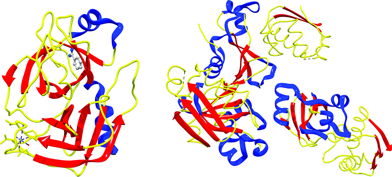 Figure 8: Left, X-ray crystal structure of the Ca2+-enzyme-inhibitor complex between benzamidine and serine protease β-trypsin (PDB ID: 3PTB). Right, X-ray crystal structure of the complex barnase-barstar (PDB ID: 1BRS).