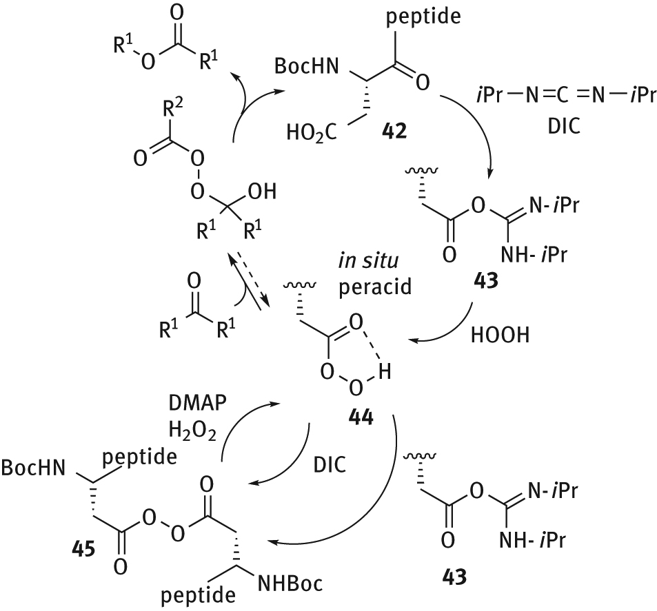 Figure 32: 
          Acid/peracid catalytic cycle for the BV oxidation promoted by aspartate-containing peptide.
        