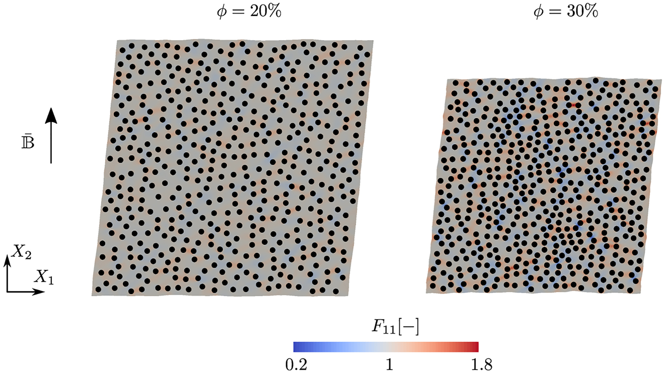 Figure 6: 
Microscale modeling of ferrogels. Spatial distribution of the local deformation gradient component F
11 in the unit cells with particle volume fraction 



ϕ
=

{

20
%
,
 
30
%

}




$\phi =\left\{20\text{\%},\,30\text{\%}\right\}$



 at a macroscopic magnetic induction of 





B
¯


=


B
¯



e
2




$\overline{\mathbb{B}}=\overline{B}{\boldsymbol{e}}_{2}$



 with 





B
¯


=
2
 
T



$\overline{B}=2\,\text{T}$



.
