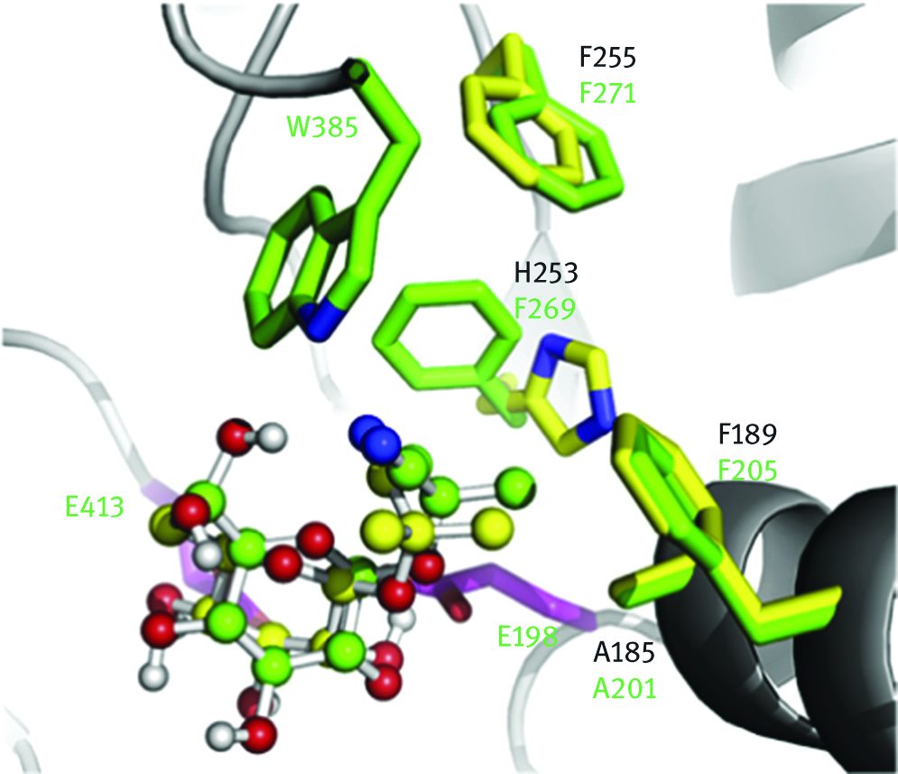 Figure 2: The generated three-dimensional models by MODELLER 9v4 of dalcochinase and Wild-type linamarase mutant’s (1185A/N189F/V255F) (adapted from reference [22]).