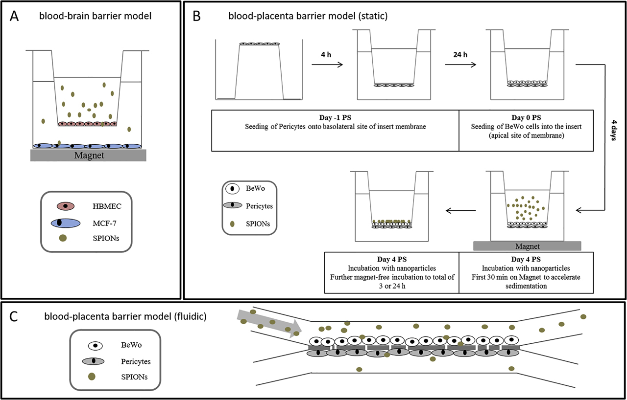 Figure 2: 
The established in vitro barrier models. (A) In vitro blood-brain barrier model; (B) in vitro blood-placenta barrier model—setup of the static system; (C) in vitro blood-placenta barrier model in a microfluidic biochip. PS = post seeding; HBMEC = human brain microvascular endothelial cell; SPION = superparamagnetic iron oxide nanoparticle.
