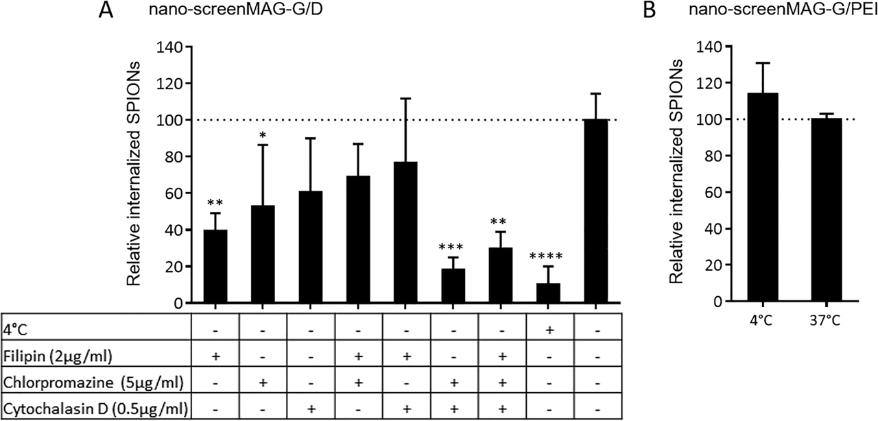 Figure 3: 
Cellular uptake mechanisms of SPIONs analyzed by confocal laser scanning microscopy. HBMECs were seeded on glass cover slips placed within 24-well plates with a seeding density of 165,000 cells/cm2. After preincubation of cells with indicated inhibitors for 60 min, nano-screenMAG-G/D or -G/PEI were added, resulting in a final concentration of 50 µg/cm2 (corresponding to 60 µg/ml), and incubated for 3 h. Cells were fixed, permeabilized, and stained with DAPI and Alexa Fluor® 633 Phalloidin. Internalized SPIONs were identified by SPION-derived fluorescence overlapping with cells’ actin-derived signals. (A) Quantitative analysis of internalized nano-screenMAG-G/D into HBMECs subjected to indicated incubation conditions. (B) Quantitative analysis of internalized nano-screenMAG-G/PEI into HBMECs subjected to indicated incubation conditions. Shown are means ± standard deviation of two independent experiments with three microscopic fields of view each. Statistical significance of indicated samples compared to controls was tested by one-way ANOVA followed by Dunnett’s multiple comparison, wherein differences are considered statistically significant for p < 0.05 (*), p < 0.01 (**), p < 0.001 (***), and p < 0.0001 (****). Filipin, Chlorpromazine: endocytosis inhibitors; cytochalasin D: inhibitor of actin polymerization. SPION = superparamagnetic iron oxide nanoparticle; HBMEC = human brain microvascular endothelial cell; ANOVA = analysis of variance; PEI = polyethylenimine.
