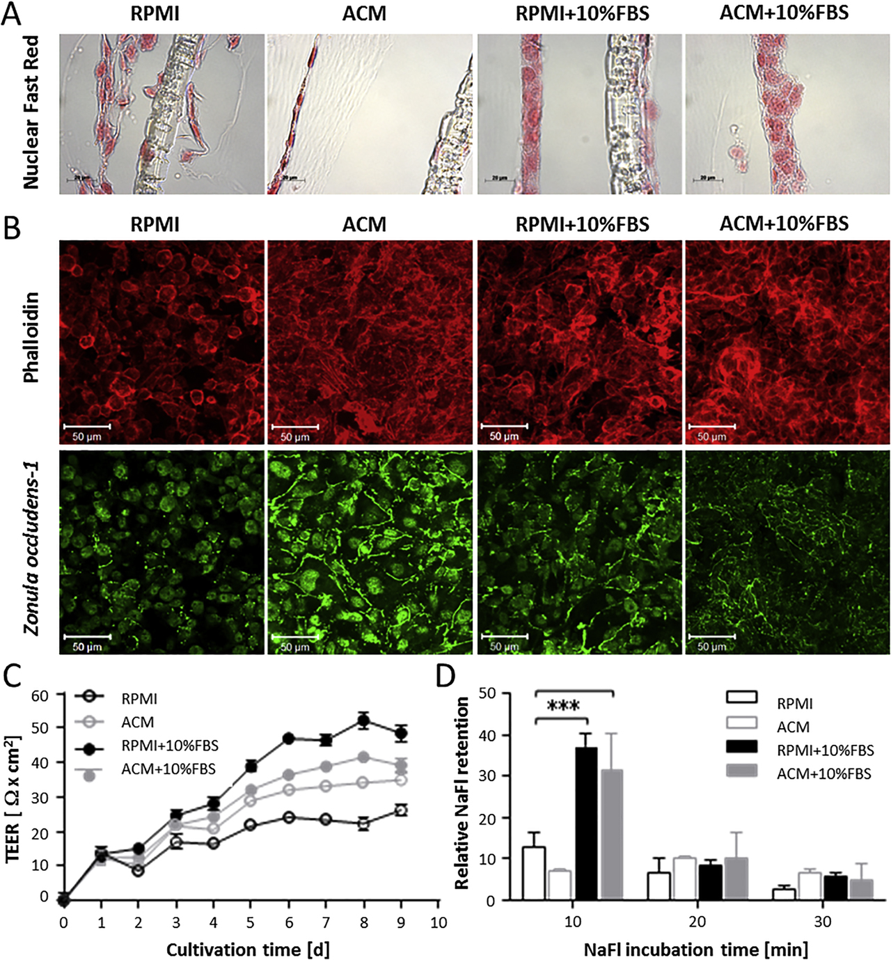 Figure 4: 
Influence of cell culture media and media supplements on barrier integrity parameters. HBMECs were seeded on transwell inserts and cultured for up to nine days. One day after cell seeding, media were replaced by indicated fresh media and cultivated further. (A) Nuclear Fast Red–stained histological cross sections of cell layers cultivated under indicated conditions for five days. (B) Fluorescent staining of filamentous actin (red) and zonula occludens-1 (green) of cell layers cultivated under indicated conditions for 6 days. (C) Transendothelial electrical resistance (TEER) measurements of HBMEC layers. Shown are means of two replicate transwell inserts with three measurements each and background correction with cell-free membrane inserts. (D) Molecular retention of cell layers to sodium fluorescein (NaFl) upon dye incubation for 10, 30, or 60 min. Shown are means of two replicate transwell inserts cultivated for six days relative to cell-free inserts. Statistical significance among grouped samples was tested by two-way ANOVA followed by Dunnett’s multiple comparison, where differences are considered statistically significant for p < 0.001 (***). [115]. ACM = astrocyte-conditioned medium; ANOVA = analysis of variance; HBMEC = human brain microvascular endothelial cell; FBS = fetal bovine serum.
