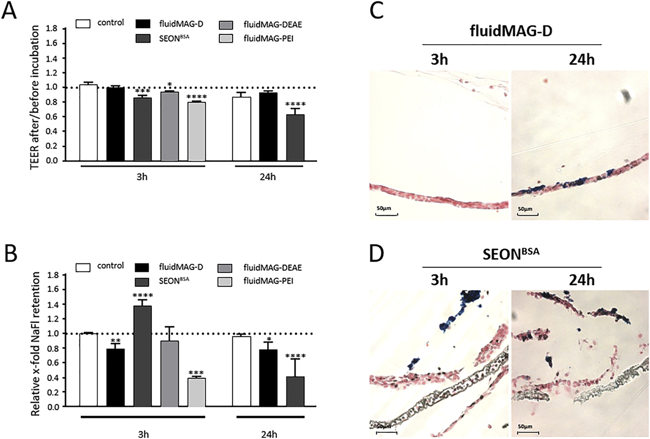 Figure 5: 
SPION-associated effects on barrier integrity parameters of HBMEC layers. HBMECs were seeded on transwell inserts and cultured for five days. Indicated SPIONs were added resulting in a final concentration of 100 µg/cm2 (corresponding to 200 µg/ml) and incubated for 3 h or 24 h as indicated, whereby the first 30 min were carried out on top of a block magnet. (A) Ratios of transendothelial electrical resistance (TEER) measurements of cell layers before and after SPION incubation. Shown are means of two to four independent experiments with two replicate inserts each. (B) Molecular retention of SPION-incubated cell layers to sodium fluorescein (NaFl). Shown are means of two to four independent experiments with two replicate inserts each. Statistical significance of indicated samples compared to controls was tested by one-way ANOVA for fluidMAG-DEAE and fluidMAG-PEI and two-way ANOVA for fluidMAG-D and SEONLA-BSA. Both cases were followed by Dunnett’s multiple comparison, where differences are considered statistically significant for p < 0.05 (*), p < 0.01 (**), p < 0.001 (***), and p < 0.0001 (****). (C and D) Nuclear Fast Red– and Prussian blue–stained histological cross sections of cell layers incubated with fluidMAG-D (C) or SEONLA-BSA (D) as stated above. HBMEC = human brain microvascular endothelial cell; ANOVA = analysis of variance; SPION = superparamagnetic iron oxide nanoparticle; DEAE = diethylamine ethyl; PEI = polyethylenimine.
