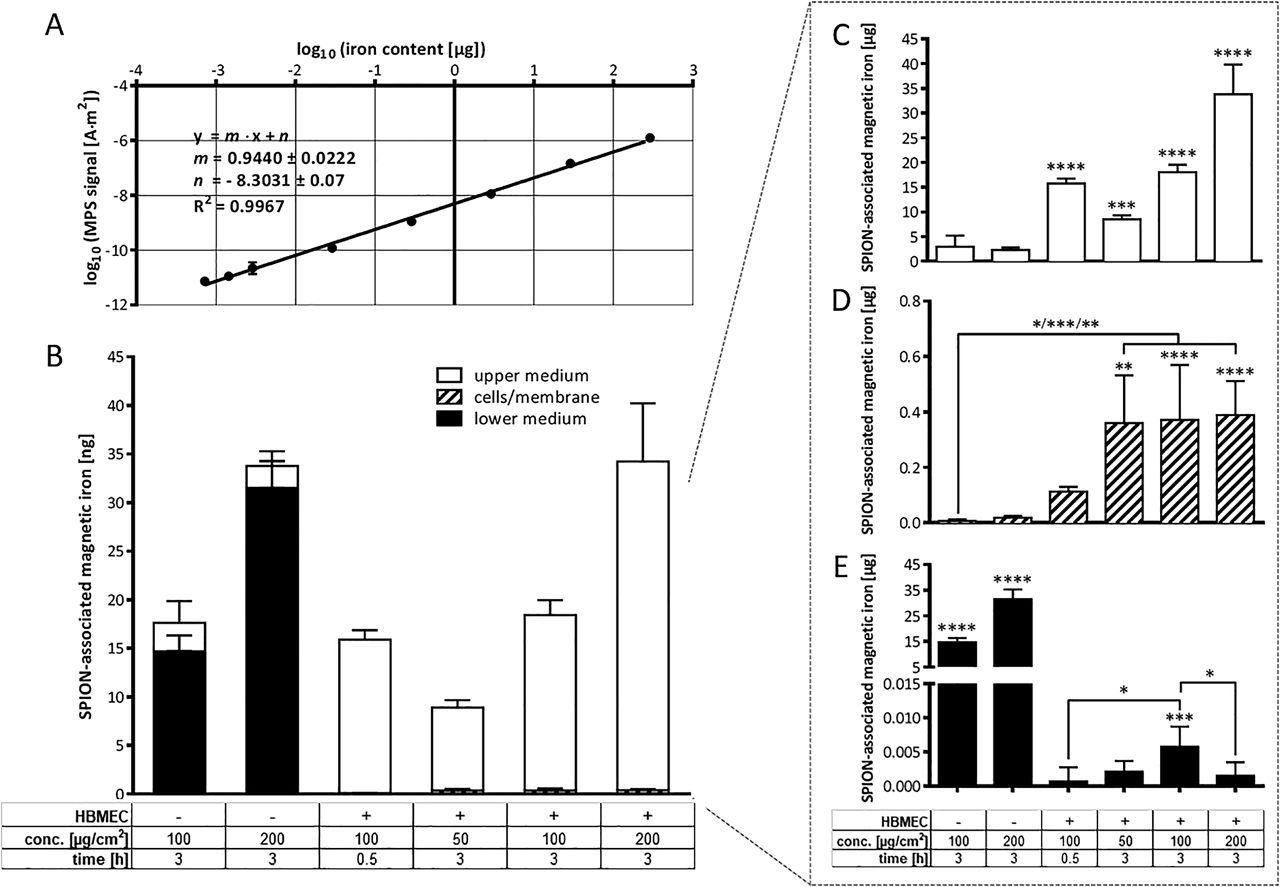 Figure 6: 
SPION distribution of distinct compartments of the in vitro blood-brain barrier model analyzed by magnetic particle spectroscopy (MPS). HBMECs were seeded on transwell inserts and cultured for 5 days. FluidMAG-D particles were added, resulting in a final concentration of 50–200 µg/cm2 (corresponding to 100–400 µg/ml) and incubated for up to 3 h, whereby the first 30 min were carried out on top of a block magnet. (A) Standard correlation curve of fluidMAG-D diluted in the cell culture medium and measured by MPS. (B) Compartment-specific contents of magnetic iron determined by MPS. (C–E) SPION distribution in the upper compartment (C), cells/membrane fraction (D), and lower compartment (E) (all shown in more detail). Shown are means ± standard deviation of three independent experiments with three replicate inserts each. Statistical significance of samples compared to controls without SPIONs and among each other was tested by one-way ANOVA followed by Tukey’s multiple comparison, wherein differences are considered statistically significant for p < 0.05 (*), p < 0.01 (**), p < 0.001 (***), and p < 0.0001 (****) [115]. SPION = superparamagnetic iron oxide nanoparticle; HBMEC = human brain microvascular endothelial cell; ANOVA = analysis of variance.
