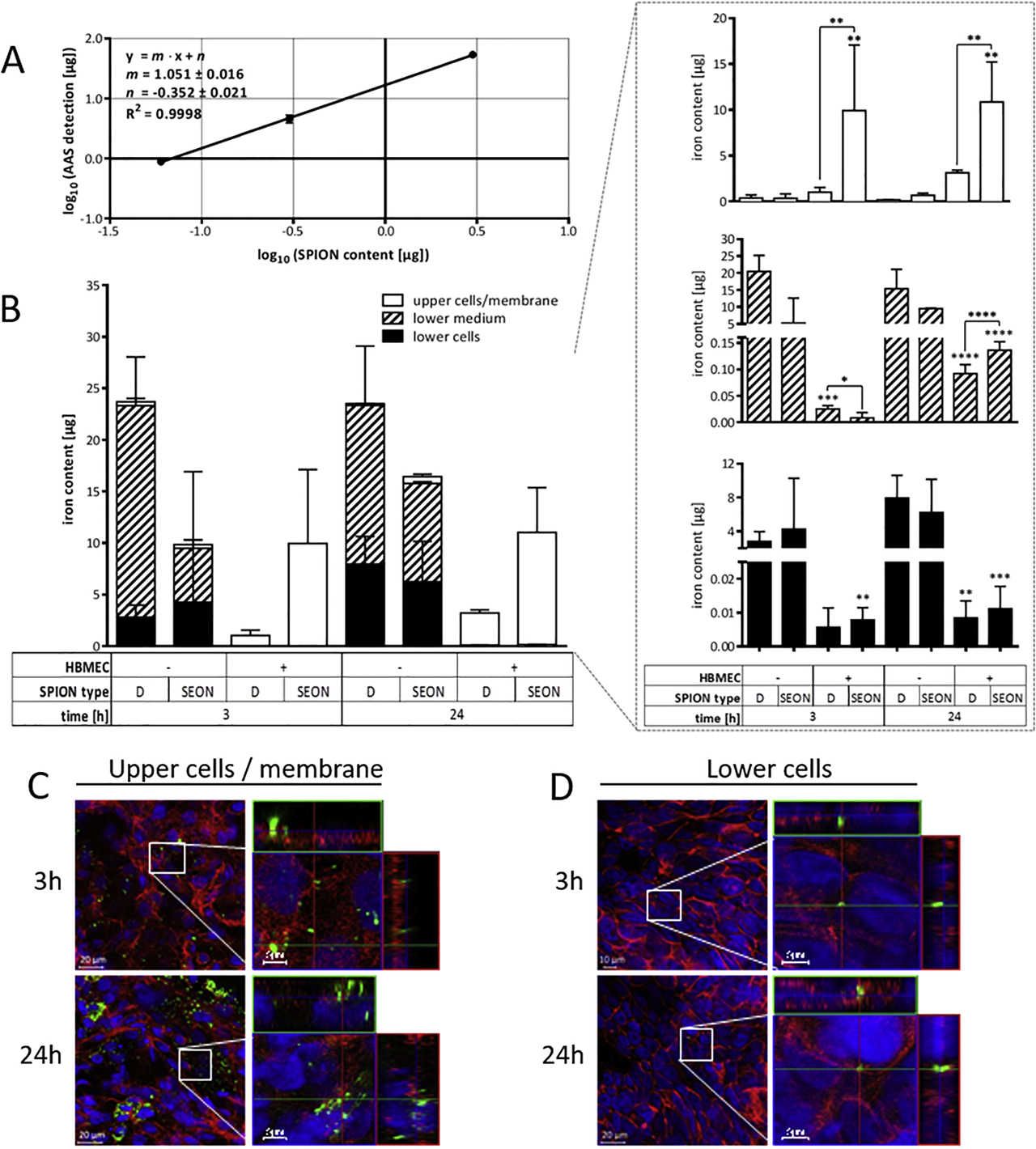 Figure 7: 
SPION distribution of distinct compartments of the in vitro blood-brain barrier model analyzed by atomic absorption spectroscopy (AAS). HBMECs were seeded on transwell inserts and cultured for five days. Indicated SPIONs were added, resulting in a final concentration of 100 µg/cm2 (corresponding to 200 µg/ml) and incubated for 3 h or 24 h, whereby the first 30 min were carried out on top of a block magnet. (A) Standard correlation curve of fluidMAG-D diluted in the cell culture medium measured by AAS. (B) Compartment-specific contents of total iron determined by AAS. Shown are means ± standard deviation of three independent experiments with three replicate inserts each. (C and D) Fluorescent staining of barrier-forming HBMECs (upper cells/membrane, C) and MCF-7 cells seeded into well bottoms (lower cells, D) after incubation with nano-screenMAG-G/D (green). Nuclei and filamentous actin are stained with DAPI (blue) and Alexa Fluor® 633 Phalloidin (red), respectively. Samples were analyzed by confocal laser scanning microscopy. Statistical significance of grouped samples compared to controls without SPIONs and among each other was tested by two-way ANOVA followed by Dunnett’s multiple comparison, where differences are considered statistically significant for p < 0.05 (*), p < 0.01 (**), p < 0.001 (***), and p < 0.0001 (****). ANOVA = analysis of variance; HBMEC = human brain microvascular endothelial cell; SPION = superparamagnetic iron oxide nanoparticle.
