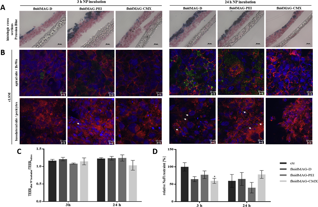 Figure 11: 
Analysis of the barrier integrity and morphology of the transwell coculture BPB model after exposure to different SPIONs for 3 h or 24 h. For the coculture model, 1.1 × 106 cells/cm2 of pericytes were seeded onto the basolateral side of 24-well membrane inserts, and 6.1 × 105 cells/cm2 of BeWo cells were seeded on the apical side of the insert membrane after 24 h. On day four post seeding (PS), barrier models were exposed to 100 µg/cm2 (200 µg/ml) of D/PEI/CMX-coated SPIONs for 3 h or 24 h. (A) After SPION exposure, histologic cross sections of transwell models were prepared and stained with Nuclear Fast Red and Prussian blue. Scale bars represent 10 µm. (B) For the analysis by confocal laser scanning microscopy (cLSM), samples incubated with fluorescently labeled SPIONs (green) were fixed and stained with Hoechst 33258 (blue) and Alexa Fluor® 633 phalloidin (red). White arrows mark SPION aggregates in the pericyte cell layer. Scale bars represent 10 µm. (C) Transepithelial electrical resistance (TEER) values measured in triplicate per insert before and after SPION exposure were compared for each condition. Shown are the mean values of the quotient of measured TEER values before/after SPION incubation ± standard deviation of three independent experiments. (D) The passage of the permeability marker sodium fluorescein (NaFl) through the barrier after SPION incubation was measured in duplicate for each condition, and the calculated permeability coefficients were normalized to blank membranes. Shown are mean values of the x-fold NaFl retention ± standard deviation of three independent experiments. The significance of the results compared to control measurements without SPIONs was tested using two-way ANOVA followed by Tukey’s multiple comparison test. Statistically significant differences are depicted as *p < 0.05 [133]. SPION = superparamagnetic iron oxide nanoparticle; PEI = polyethylenimine; ANOVA = analysis of variance.
