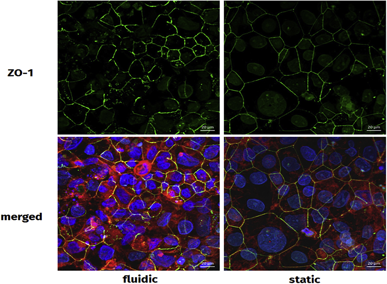 Figure 13: 
Effects of incubation with and without laminar flow on cell-cell contacts and cell morphology. The BeWo cells were stained with Alexa Fluor® 633 Phalloidin (red), Hoechst 33258 (blue), and zonula occludens-1 (ZO-1) antibody (green), followed by analysis by confocal laser scanning microscopy (cLSM) for detection of F-actin, cell nuclei, and ZO-1. Both incubation regimes (with and without laminar flow) allowed similar cell morphology and localization of ZO-1.
