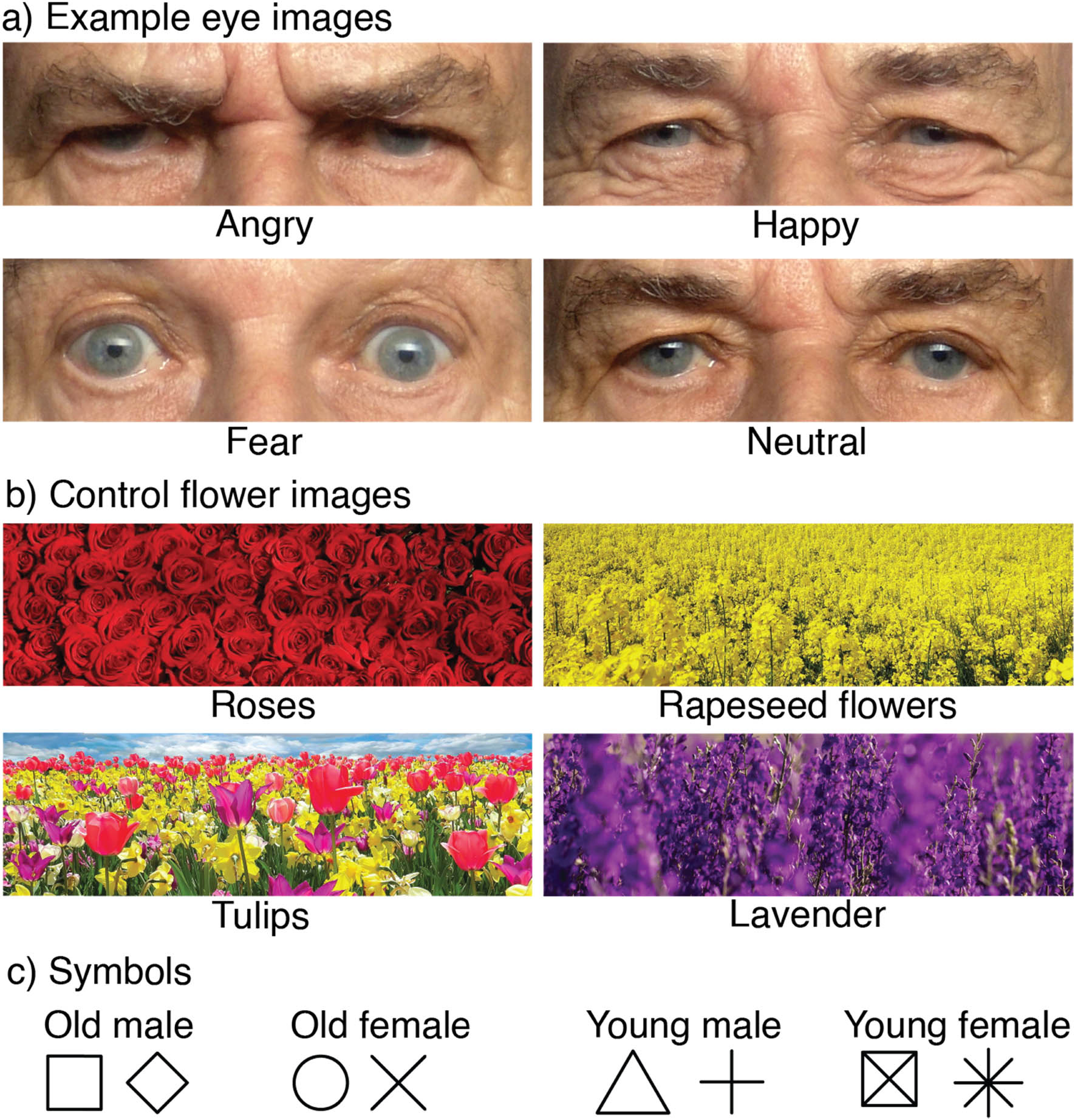 Figure 1 
                  The figure shows (a) example eye images, (b) control flower images used in the experiment, and (c) the symbols depicting the eight eye images used in the study. The illustration for (a) depicts an old adult male expressing angry, happy, fear, and neutral expressions. Eyes were derived from full faces in the FACES database (Ebner et al., 2010). The symbols depicted in this figure apply to Figures 3 and 4 in the Results section.
               