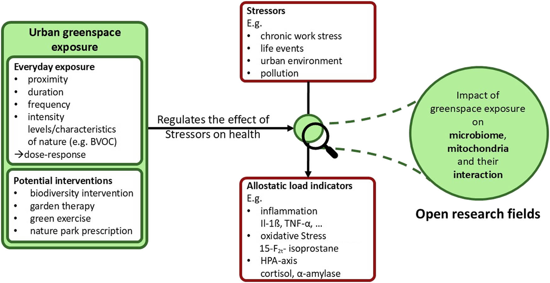 Figure 1
An integrated biopsychological framework on the salutogenic effects of greenspace exposure: Regular exposure to urban greenspace improves (mental) health in a dose–response manner. Previous studies employed independent biomarkers of stress parameters (e.g. cortisol, α-amylase, 15-F2t-IsoP, hsCRP, and IL-8) as well as entire allostatic load parameters. Future investigations should address the impact of greenspace exposure on mitochondrial function, human gut microbiome diversity, and its mutual influence. Knowledge derived from such investigations could enable innovative greenspace-based interventions, such as biodiversity intervention, garden therapy, and green exercise, and encourage nature park prescriptions.