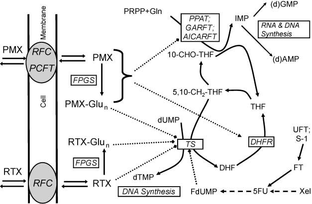 Figure 1 Uptake and metabolism of antifolates.RTX and MTX are both taken up by the reduced folate carrier (RFC), while PMX is also a substrate for the proton-coupled folate transporter (PCFT). Both RTX and PMX are activated to their polyglutamate forms by folylpolyglutamate synthetase (FPGS); both the monoglutamate and polyglutamate (Glun) forms inhibit dihydrofolate reductase (DHFR) and thymidylate synthase (TS), which converts deoxyuridine monophosphate (dUMP) to deoxythymidine monophosphate (dTMP) for which 5,10-methylene-tetrahydrofolate (5,10-CH2-THF) is the methyl donor. Especially PMX-Glun is a more effective inhibitor of TS. 5-Fluoro-deoxyuridine monophosphate (FdUMP) forms a ternary stable covalent complex with TS and 5,10-CH2-THF. PMX and PMX-Glun also inhibit the purine de novo enzymes aminoimidazole carboxamide ribonucleotide transformylase (AICARFT) and glycinamide ribonucleotide formyl transferase (GARFT), for which 10-formyl-tetrahydrofolate (10-CHO-THF) donates the formyl group. Phosphoribosyl pyrophosphate (PRPP) is the initial phosphoribose ring donor for phosphoribosyl pyrophosphate amidotransferase (PPAT) in the first step of the purine de novo pathway, leading to the synthesis of IMP, precursor for the purine (deoxy) nucleotides (d)AMP and (d)GMP, substrates for RNA and DNA synthesis. UFT and S-1 are oral drug formulations which contain ftorafur (FT), which is a prodrug for 5-fluorouracil (5-FU), which inhibits TS via its metabolite FdUMP. 5-FU can also be formed via several enzymatic steps from another 5-FU prodrug capecitabine (Xeloda, Xel). Abbreviations: DHF, dihydrofolate; THF, tetrahydrofolate; Gln, glutamine.