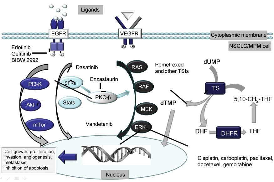 Figure 3 Interaction between PMX and signaling and DNA targeted drugs.PMX and other thymidylate synthase inhibitors (TSIs) cause DNA damage through the depletion of dTMP, which is a basis for the interaction with DNA targeted drugs, such as cisplatin, carboplatin, paclitaxel docetaxel and gemcitabine. Signaling pathways, such as the Ras-RAF-MEK-ERK pathway, the PI3-K, Akt, mTor pathway, and the Src family kinases (SFKs) pathway are often activated during cytotoxic stress in order to support cellular growth, proliferation, angiogenesis and inhibition of apoptosis. These signaling pathways can be inhibited by relatively specific drugs such as erlotinib, gefitinib and BIB2992, which inhibit epidermal growth factor receptor (EGFR), leading to inhibition of other signaling pathways. Antagonists of natural ligands can inhibit the EGFR and vascular endothelial growth factor receptor (VEGFR). Multitargeted drugs such as vandetanib inhibit Mek and Akt; dasatinib inhibits the SFK pathway, while enzastaurin inhibits the serine-theonine kinase PKXβ. Hence, inhibition of one (more or all) of these survival signaling pathways forms a basis for synergistic interaction with PMX.