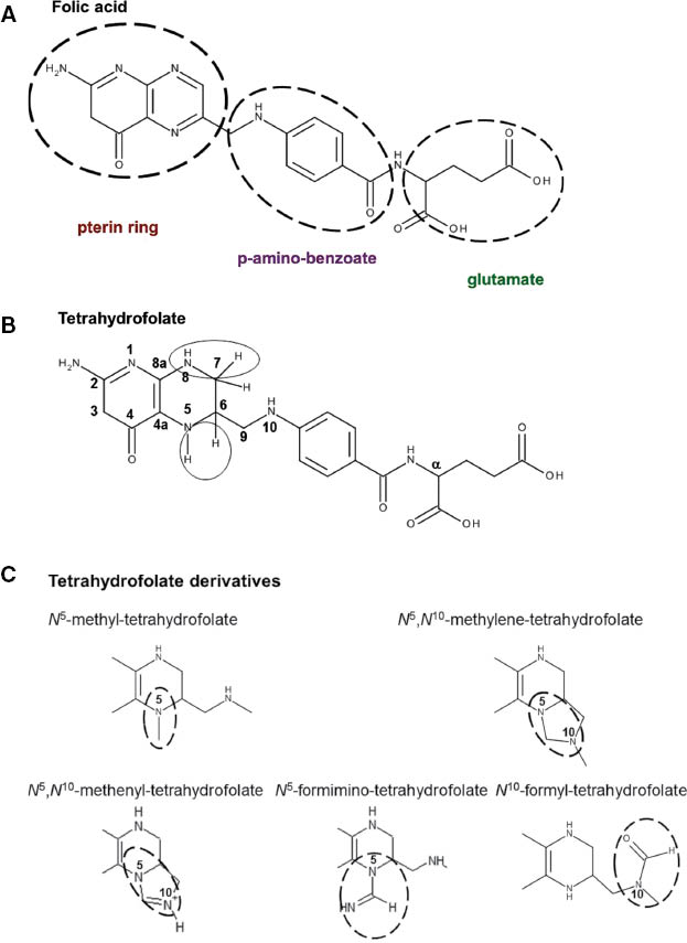 Figure 1: Chemical structures of folic acid (A), tetrahydrofolate (B) and its derivatives (C).