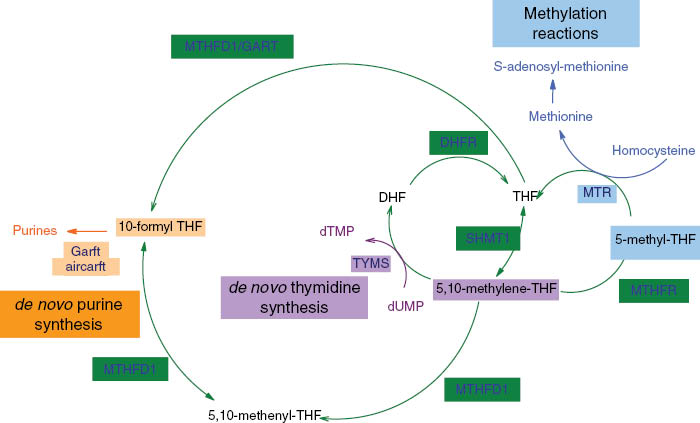Figure 2: The folate-mediated one-carbon metabolic network. AICARFT, 5′-amino-4′-imidazolecarboxamide ribonucleotide transformylase; DHF, dihydrofolate; DHFR, dihydrofolate reductase enzyme; dTMP, deoxythymidine monophosphate; dUMP, deoxyuridine monophosphate; GARFT, β-glycinamide ribonucleotide transformylase; MTHFD1, C-1-tetrahydrofolate synthase; MTHFR, methylene tetrahydrofolate reductase; MTR, 5-methyltetrahydrofolate-homocysteine methyltransferase; SHMT1, serine hydroxymethyltransferase; THF, tetrahydrofolate; TYMS, thymidylate synthase.