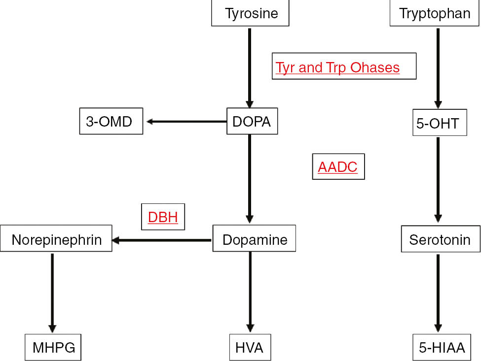 Figure 1: Neurotransmitter metabolism.Tyr and Trp Ohases, Tyrosine and tryptophan hydroxylases; DBH, dopamine β-hydroxylase; AADC, amino-acid decarboxylase; HVA, homovanillic acid; 5-HIAA, 5-hydroxyindoleacetic acid; 3-OMD, 3-ortho-methyl DOPA; 5-OHT, 5-hydroxytryptophan; MHPG, 3-methoxy-4-hydroxyphenylglycol.