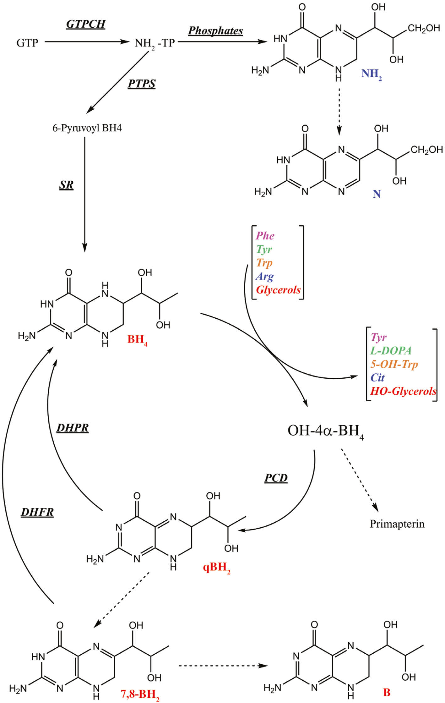 Figure 2: Tetrahydrobiopterin (BH4) biosynthesis and regeneration (according to [1–4], and [9]).GTP, Guanosine triphosphate; GTPCH, guanosine triphosphate cyclohydrolase; NH2, dihydroneopterin; N, neopterin; PTPS, 6-pyruvoyl-tetrahydropterin synthase; SR, sepiapterin reductase; PCD, pterin-4α-carbinolamine dehydratase; DHPR, dihydropteridin reductase; BH2, dihydrobiopterin; DHFR, dihydrofolate reductase; B, biopterin. Dashed arrows: non-enzymatic.