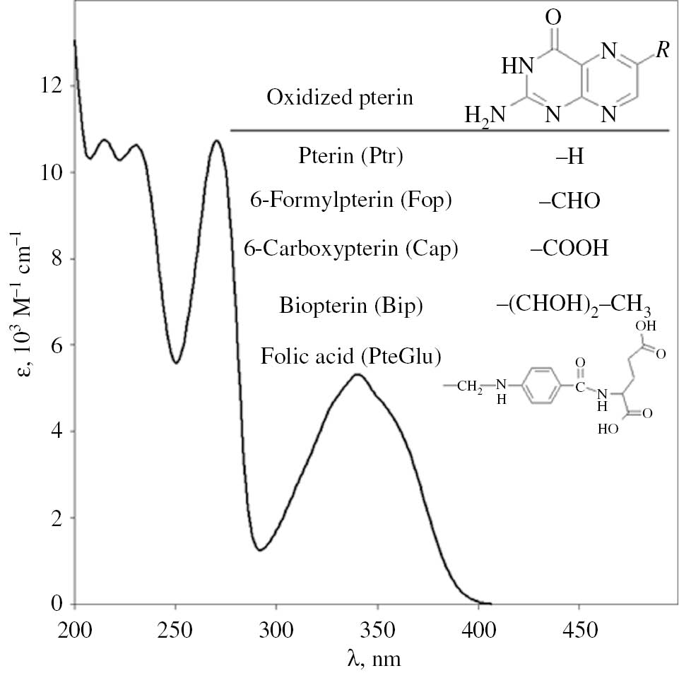 Figure 1: Molecular structures of common aromatic pterin derivatives and the absorption spectrum of pterin (Ptr) in air equilibrated aqueous solution at pH=6.0.