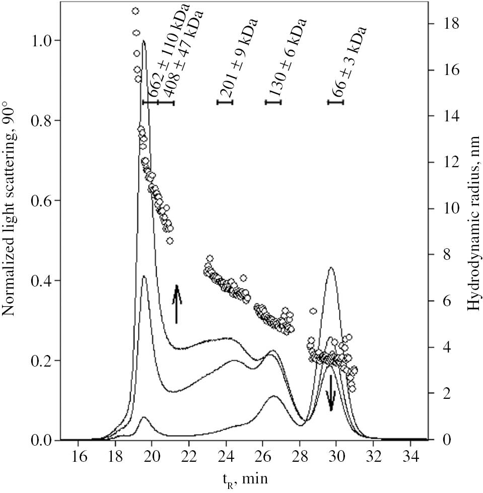 Figure 2: Chromatograms obtained using SEC-LS analysis of a solution of HSA irradiated in the presence of Ptr during different irradiation times (0h, 1h and 2h). Circles represent the hydrodynamic radii of the molecules present in the sample after 2 h of irradiation. The corresponding molecular masses at different retention times are indicated in the upper part of the figure. Reprinted from Reference [40] (Reprinted with permission from Biochemistry 2016; 55(34): 4777–4786 Copyright 2016 American Chemical Society).