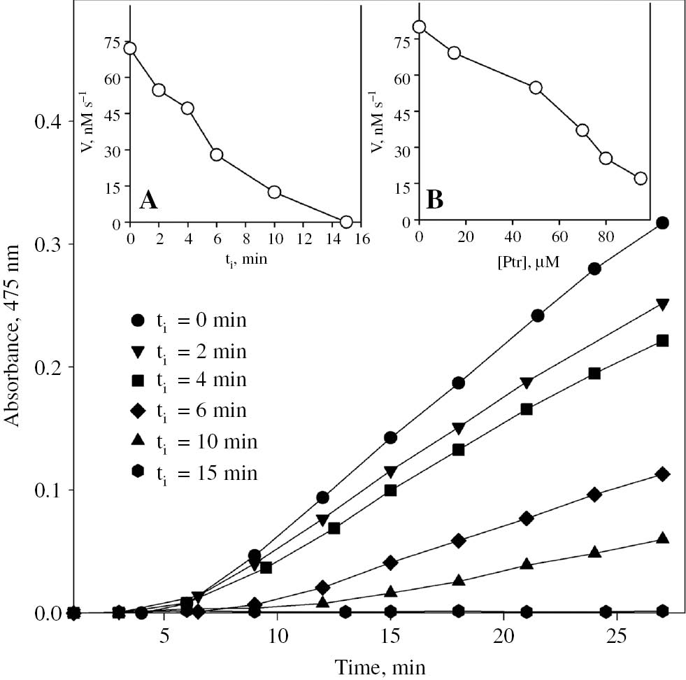 Figure 3: Determination of the tyrosinase activity in solutions (1 mM KH2PO4, pH 6.5) irradiated at room temperature in the presence of pterin (95 μM). For each sample, the formation of L-dopachrome was followed by measuring the absorbance at 475 nm as a function of the time elapsed after adding L-tyrosine as the substrate (37°C). Inset: reaction rates (V) determined in the linear phase as a function of (A) irradiation time (ti) ([Ptr]=95μM), (B) Ptr concentration after 12 min of irradiation.