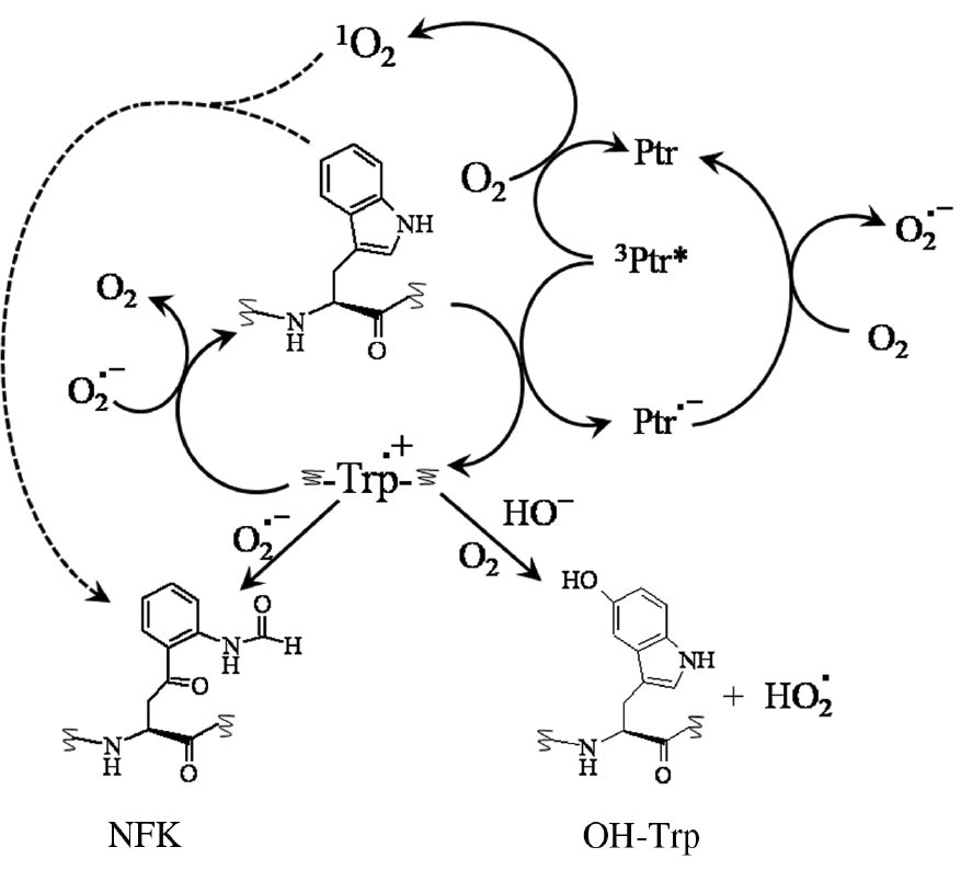 Scheme 2: Main reaction pathways proposed for the Ptr photosensitized degradation of the Trp residue in peptides.