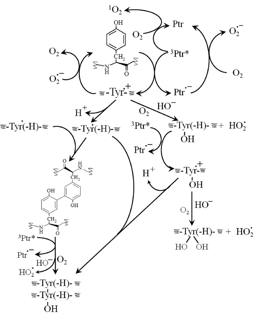 Scheme 3: Main reaction pathways proposed for the Ptr photosensitized degradation of the Tyr residue in peptides.