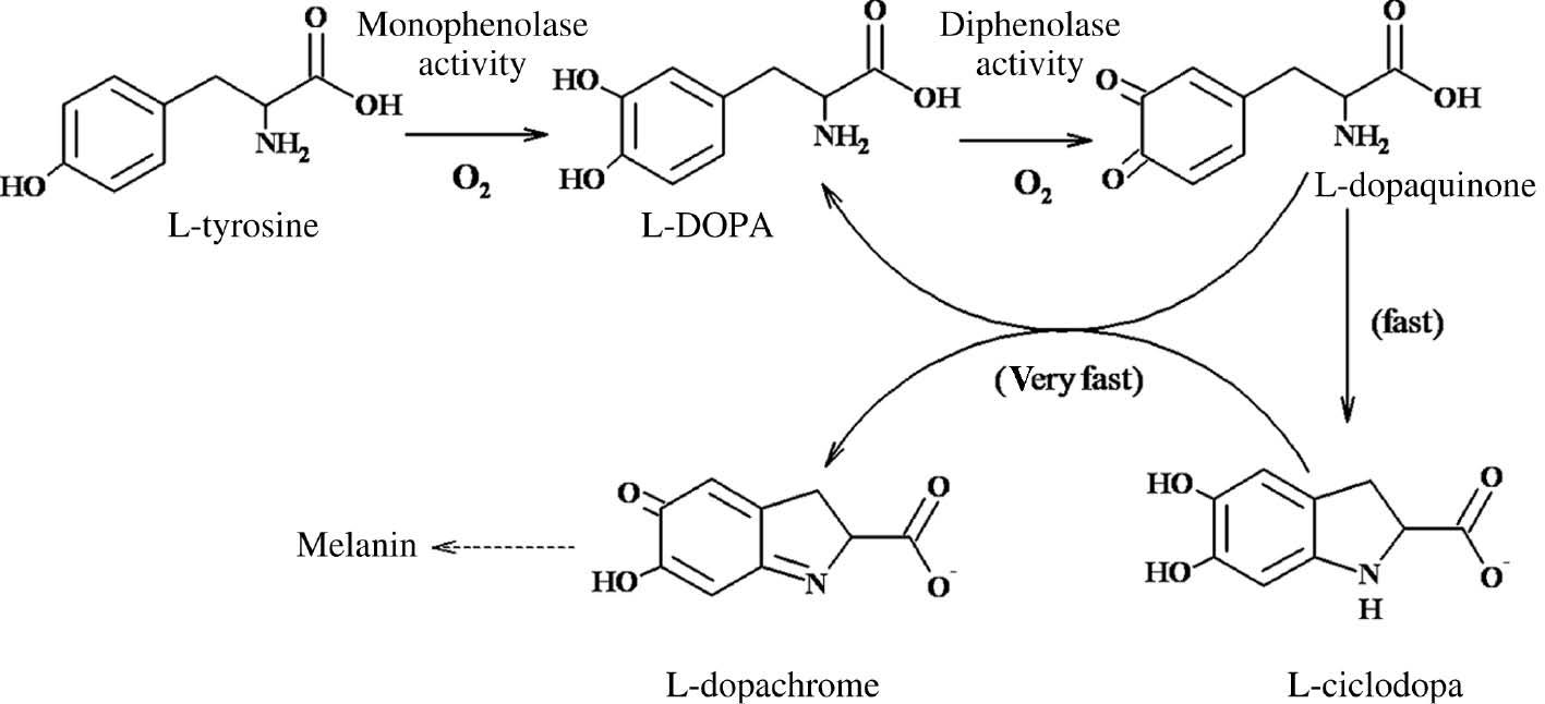 Scheme 4: First steps in melanin biosynthesis and structures of principal intermediates.