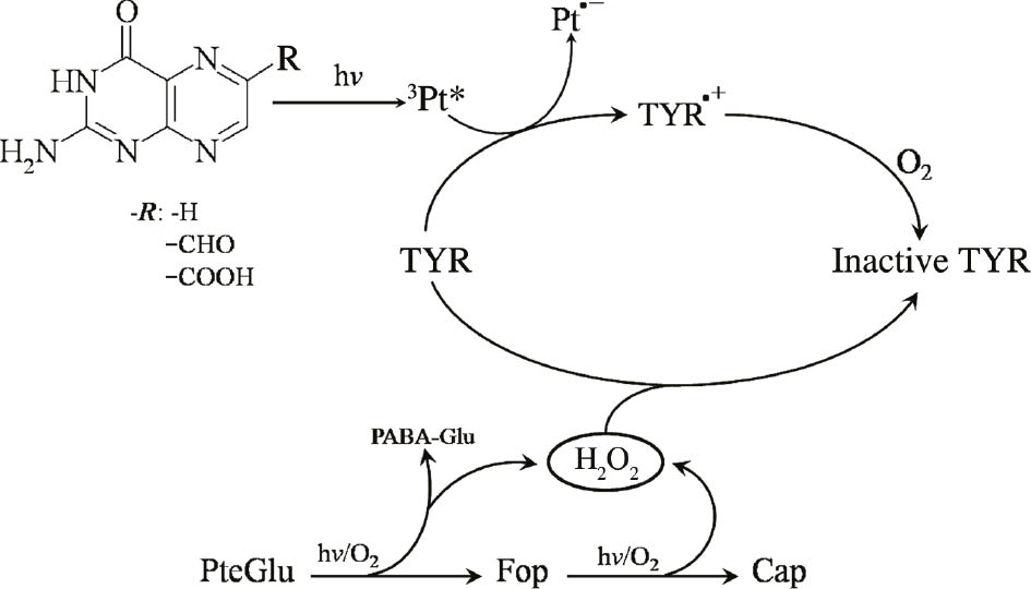 Scheme 5: Reaction pathways proposed for the inactivation of Tyrosinase (TYR) photosensitized by different pterin derivatives.