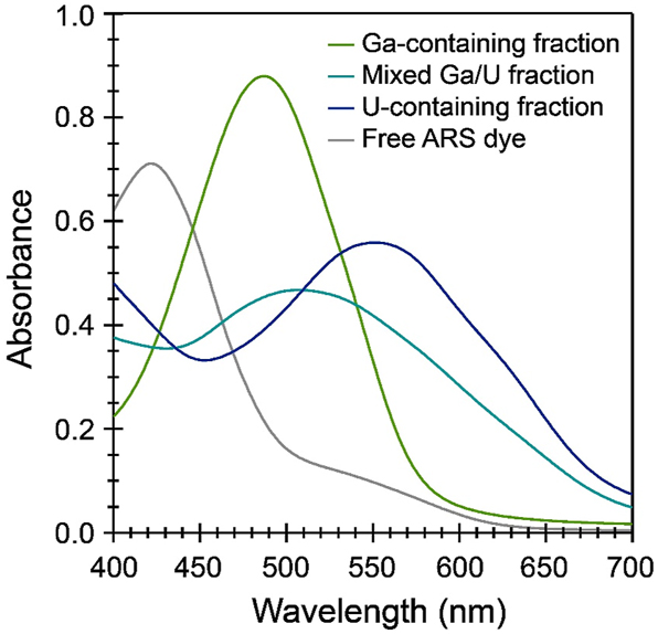 Figure 5: 
Representative UV–vis spectra of fractions of a UO22+/Ga3+ mixture eluted from AG MP-1M with 8 M HNO3. Spectra were selected to span a range of a purely Ga3+-containing fraction (green), a purely UO22+-containing fraction (navy), and a fraction containing both Ga3+ and UO22+ (teal). The corresponding spectrum of free ARS dye (gray) is included for comparison. Spectra were recorded in unbuffered deionized water.
13
,
36

