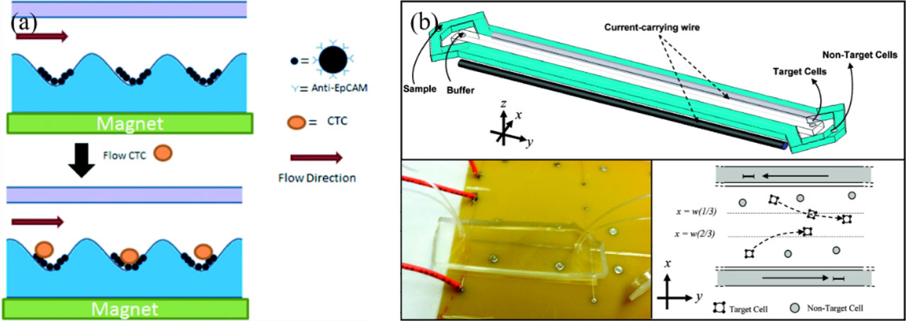 Figure 3 (a) Illustration of experimental steps of CTC capture. Adapted permission from [55]. Copyright 2017 the Royal Society of Chemistry. (b) Schematic illustration of the cell separation design. Adapted permission from [56]. Copyright 2012 American Chemical Society.
