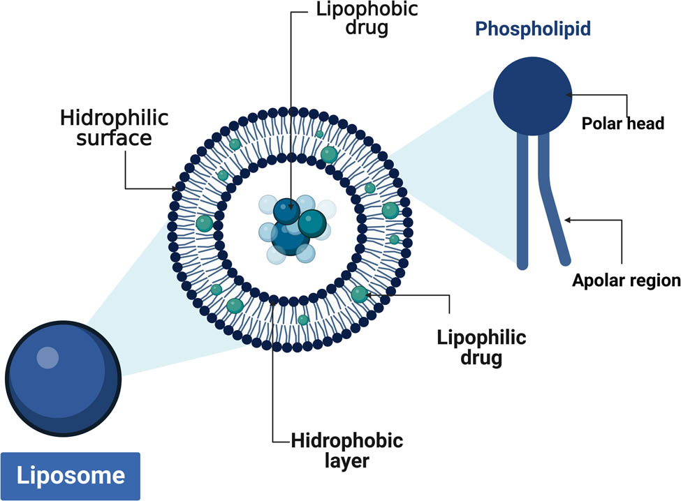 Figure 4 
               Liposome showing the phospholipid bilayer (created with BioRender.com [98]).
            