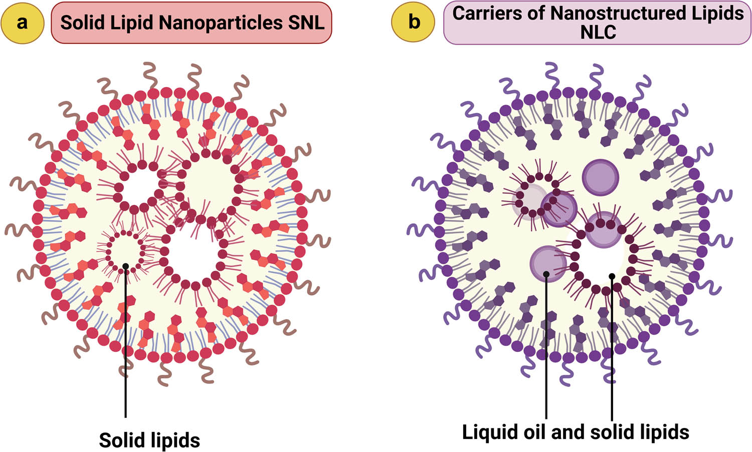 Figure 6 
               (a) SLN and (b) NLC (created with BioRender.com [120]).
            