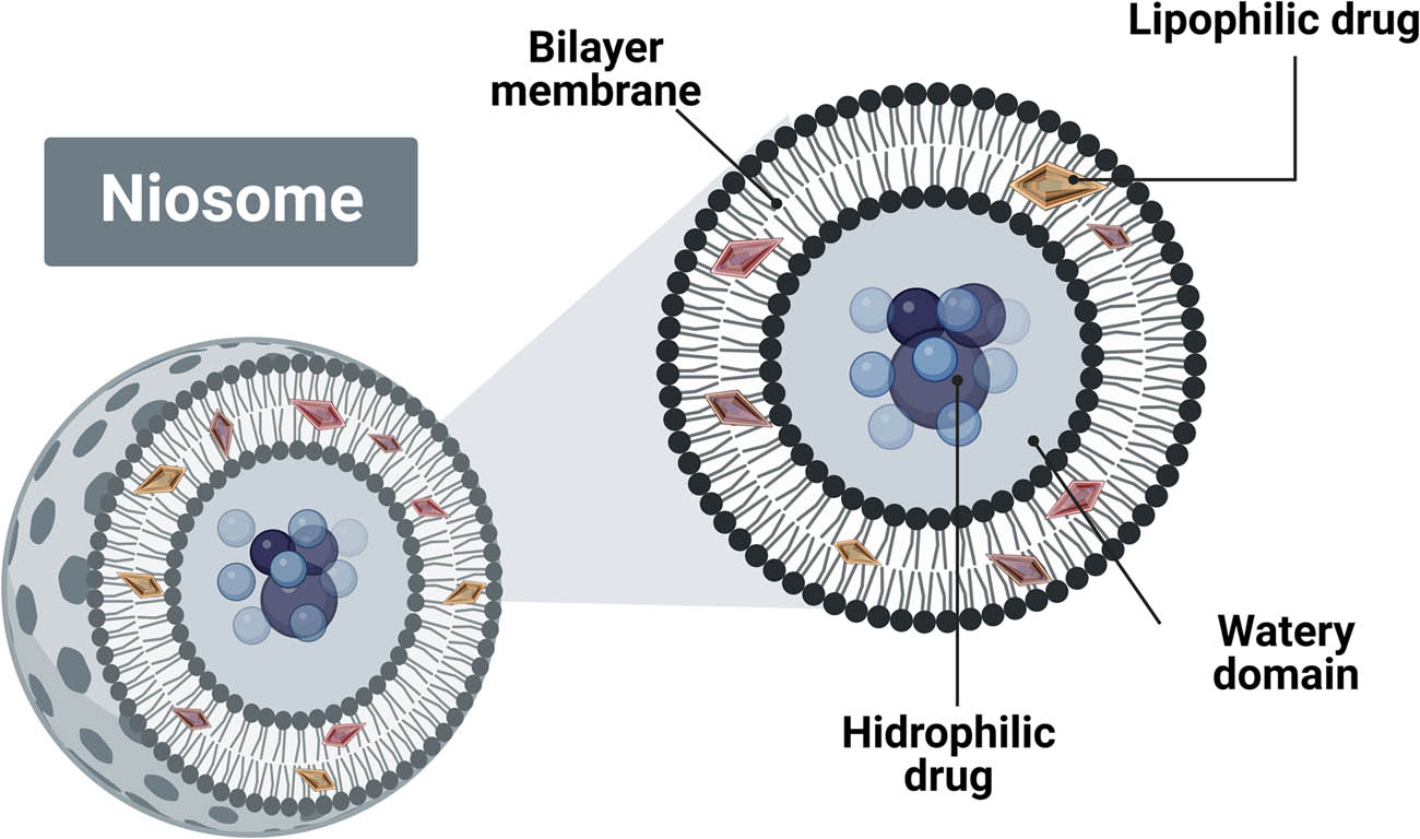 Figure 8 
               The bilayer structure of the niosome exhibits the entrapment of the hydrophilic and hydrophobic substances [131] (created by BioRender.com).
            