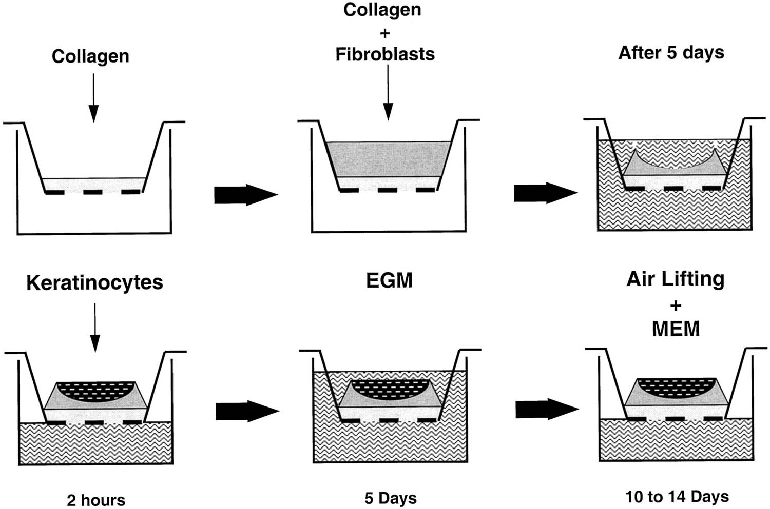 Figure 2 
               The overview of transwell/Boyden chamber approach protocol. The protocol of the organotypic human skin culture approach is similar to it. The main differences are the cell types and medium for each experiment. Reproduced with permission from Meier et al. [19].
            