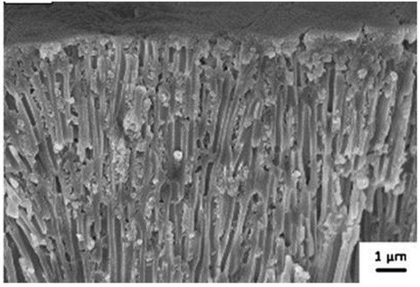 Figure 6 
                  Field emission gun SEM pictures of an anodized film after drying sedimentation with 90 nm-sized PTFE particles. (Reprinted from [214] with permission from Elsevier).
               