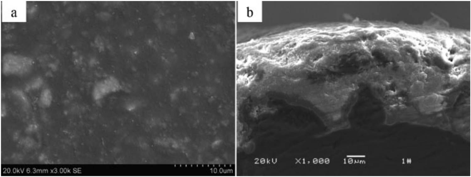 Figure 7 
                  SEM image of PTFE self-lubricating anodic film: (a) surface and (b) cross section [215] (copyright © Institute of Materials, Minerals and Mining., reprinted by permission of Taylor & Francis Ltd).
               