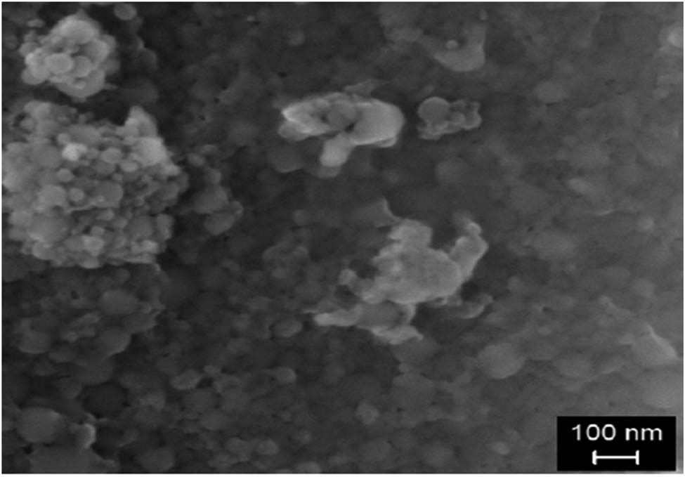Figure 4 
               SEM of NNS particles [38].
            