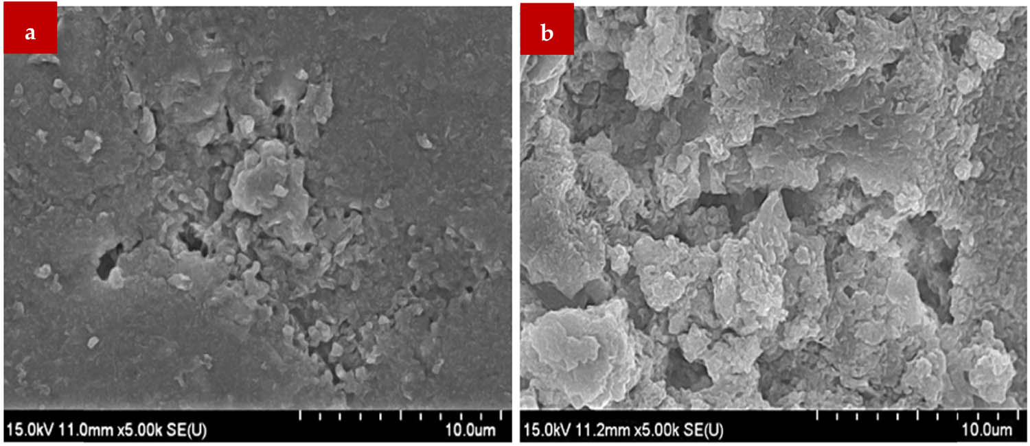 Figure 15 
                  SEM results of the reference sample: (a) limewater and (b) NH4NO3 [87].
               