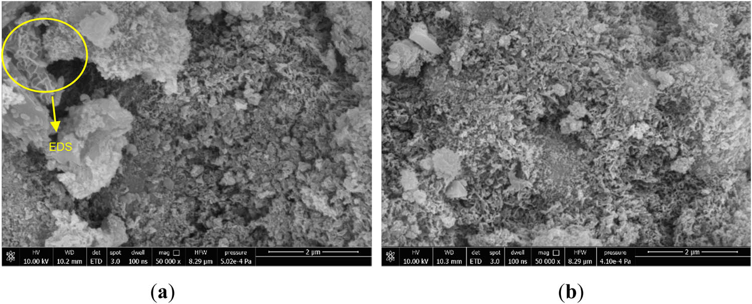 Figure 12
SEM microscopic morphology of M5 specimens at different maintenance ages: (a) 3 days and (b) 28 days.