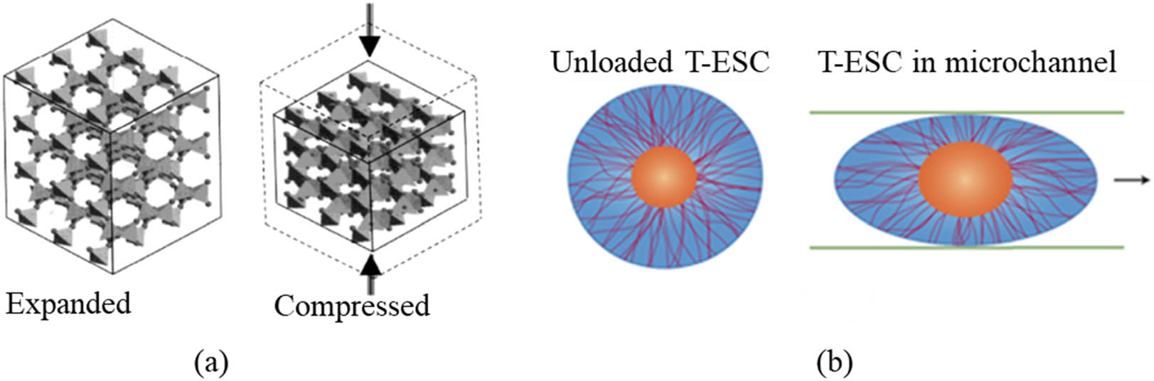 Figure 2 
               (a) Auxetic behavior in α-cristobalite networks via tetrahedral rotation [5] and (b) transition state of the nucleus of an embryonic stem cell (T-ESC) showing its initial shape and stretched shape [15].
            