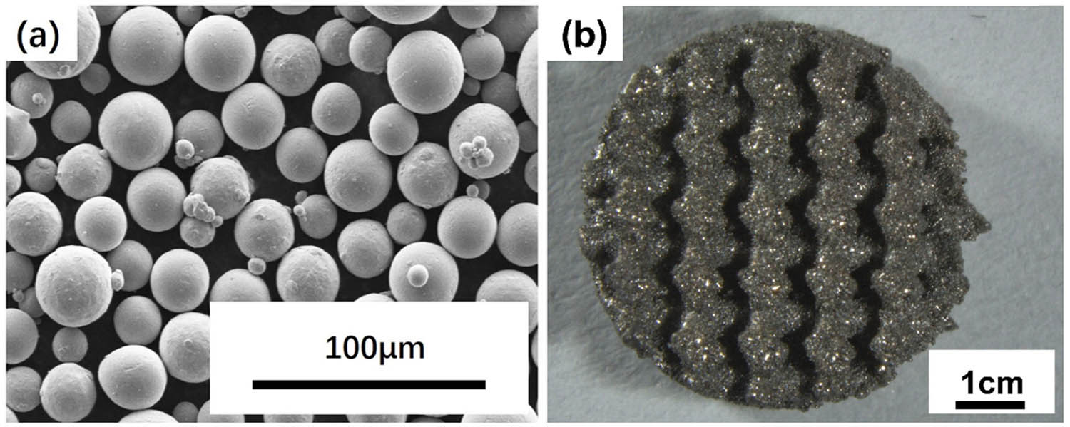 Figure 3
Raw materials and printing scaffold: (a) SEM image of titanium powders used for 3D printed and (b) appearance and dimensions of the obtained 3D printed scaffold.